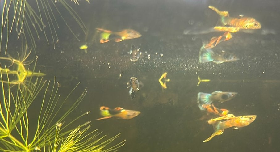5 Guppen (4 vrouw, 1 blue moscowman), Dieren en Toebehoren, Ophalen, Zo goed als nieuw, Gevuld zoetwateraquarium