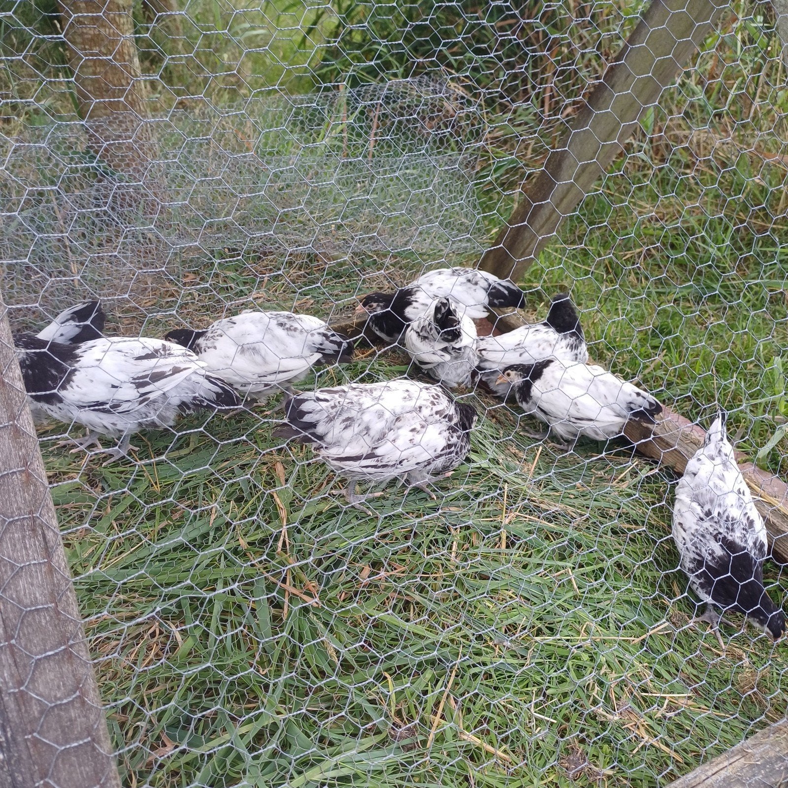 Lakenvelder kippen/hanen, Dieren en Toebehoren, Pluimvee, Meerdere dieren, Kip