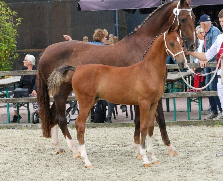 Tekoop: Tuigpaard Merrie veulen, Dieren en Toebehoren, Paarden, Merrie, Met stamboom, 0 tot 2 jaar, Tuigpaard
