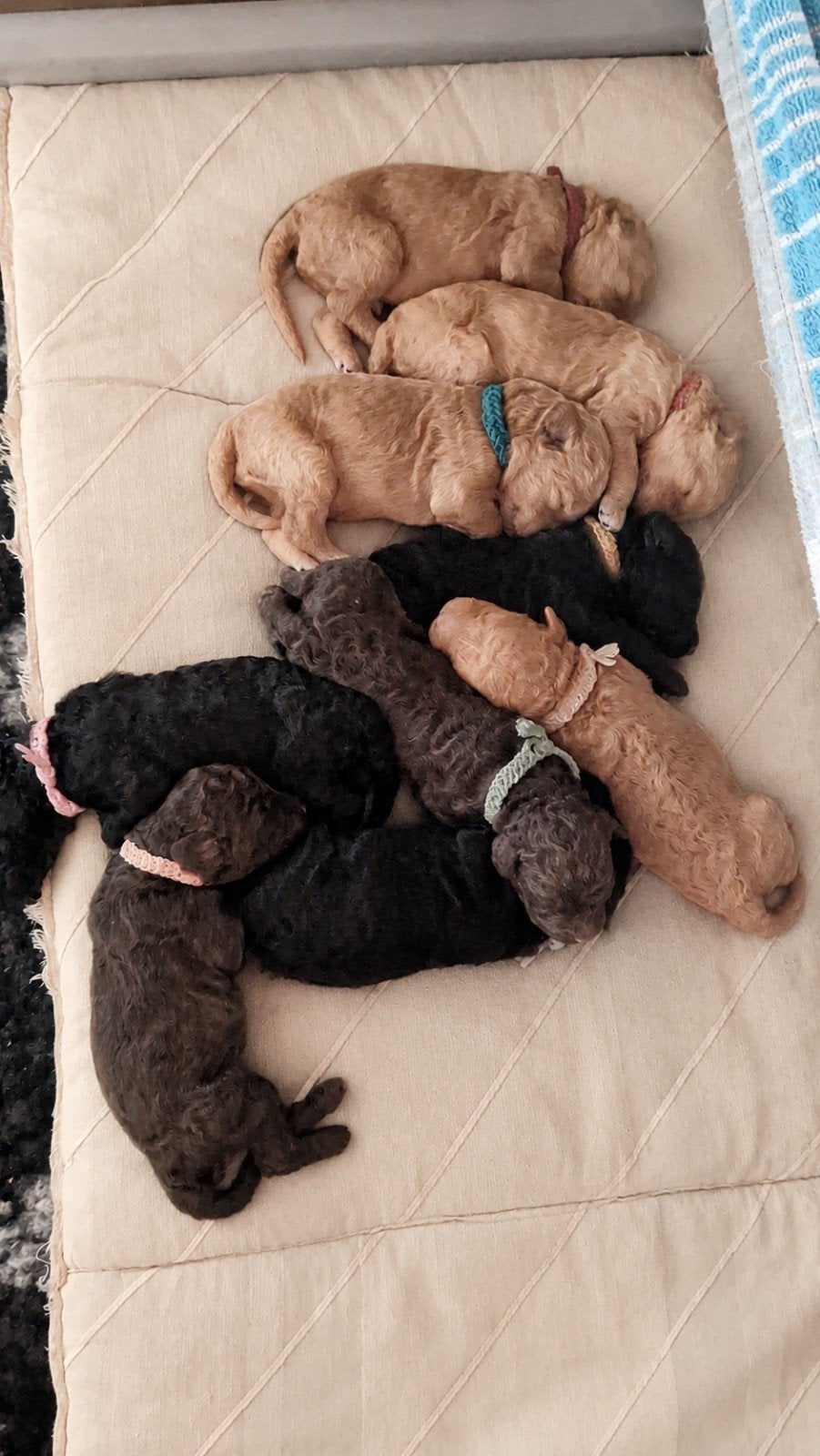 Labradoodle pups  puppies update, Dieren en Toebehoren, Honden | Niet-rashonden, 8 tot 15 weken, Meerdere, Meerdere dieren, Middel