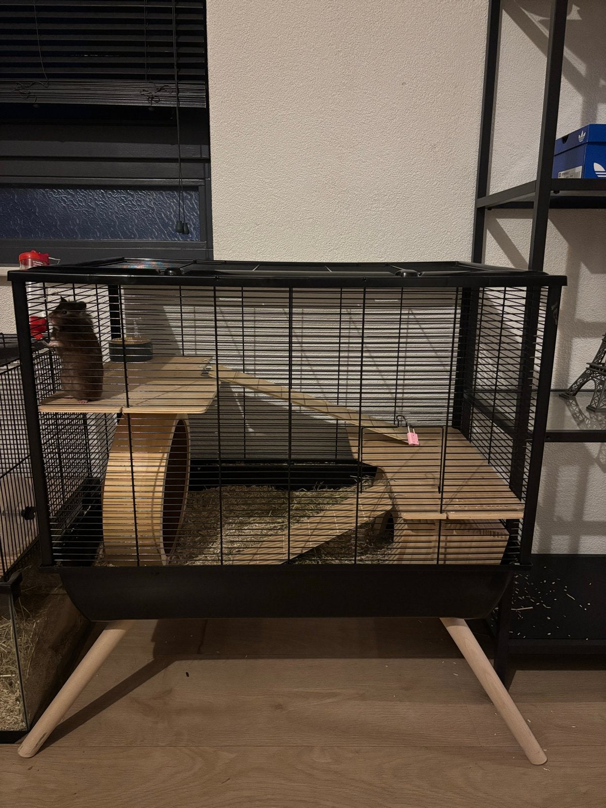 Syrische goud hamster, Dieren en Toebehoren, Ophalen of Verzenden, Zo goed als nieuw