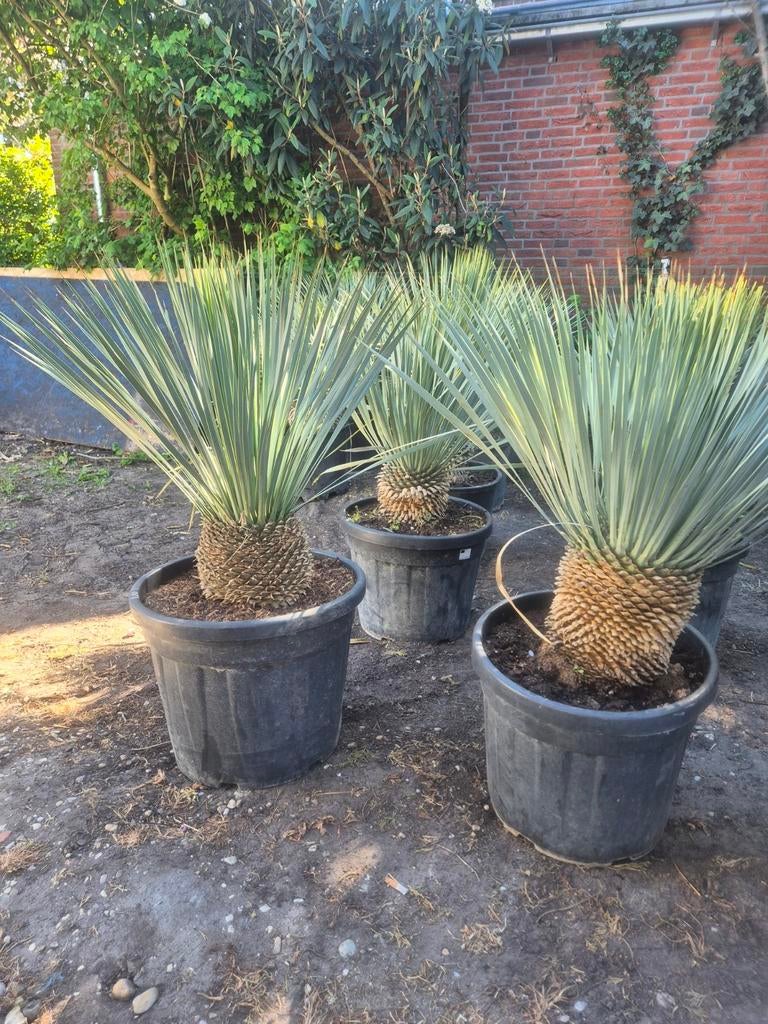 Yucca rostrata - Blauwe Yucca in pot, Overige soorten, Volle zon, Vaste plant, Ophalen of Verzenden