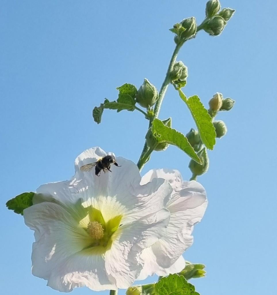 witte Stokroos | Alcea rosea, Verzenden, Voorjaar, Volle zon, Zaad