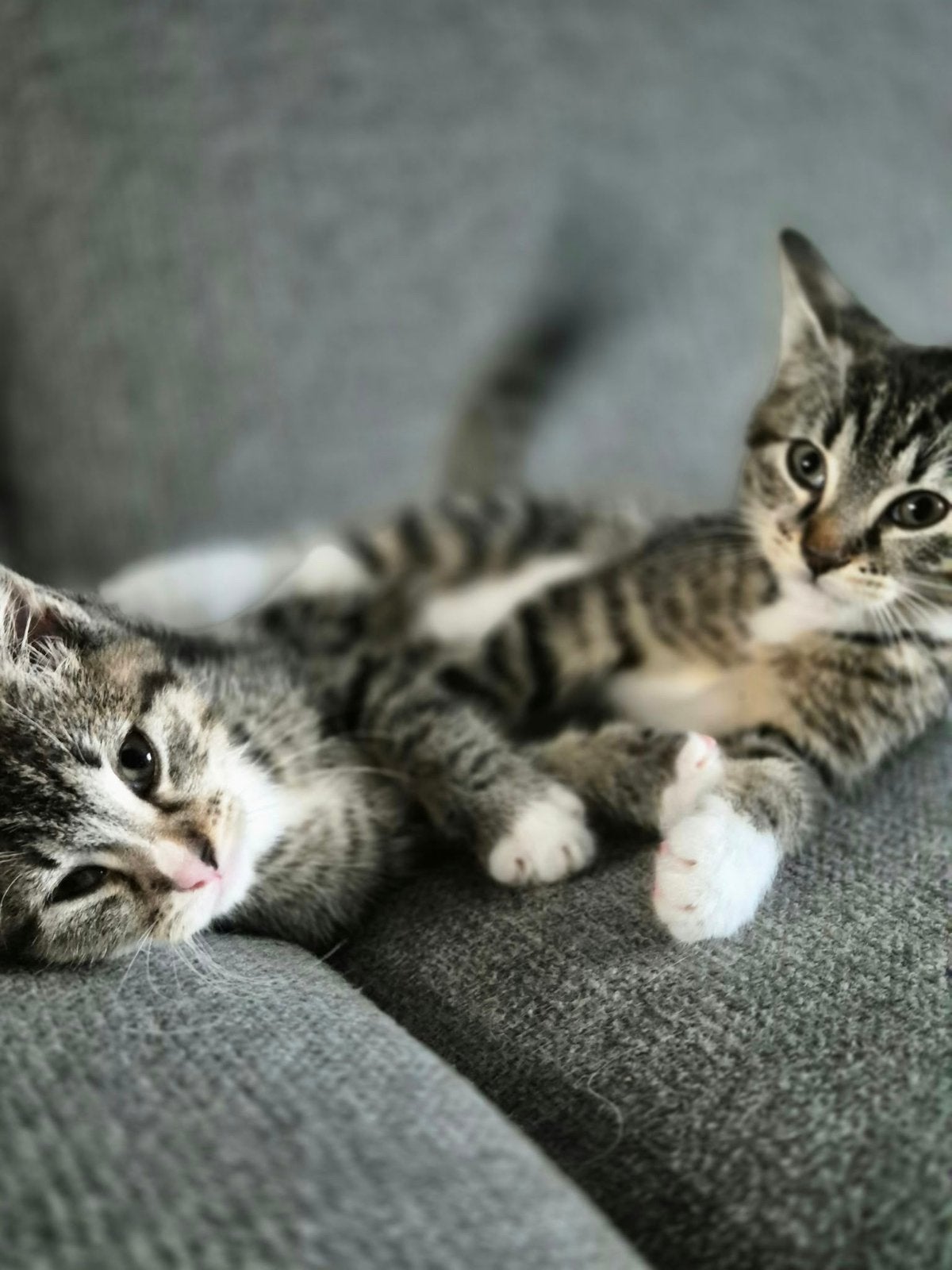 4 LIEVE KATERTJES ZOEKEN HUN GOUDEN MANDJE, Dieren en Toebehoren, Meerdere dieren