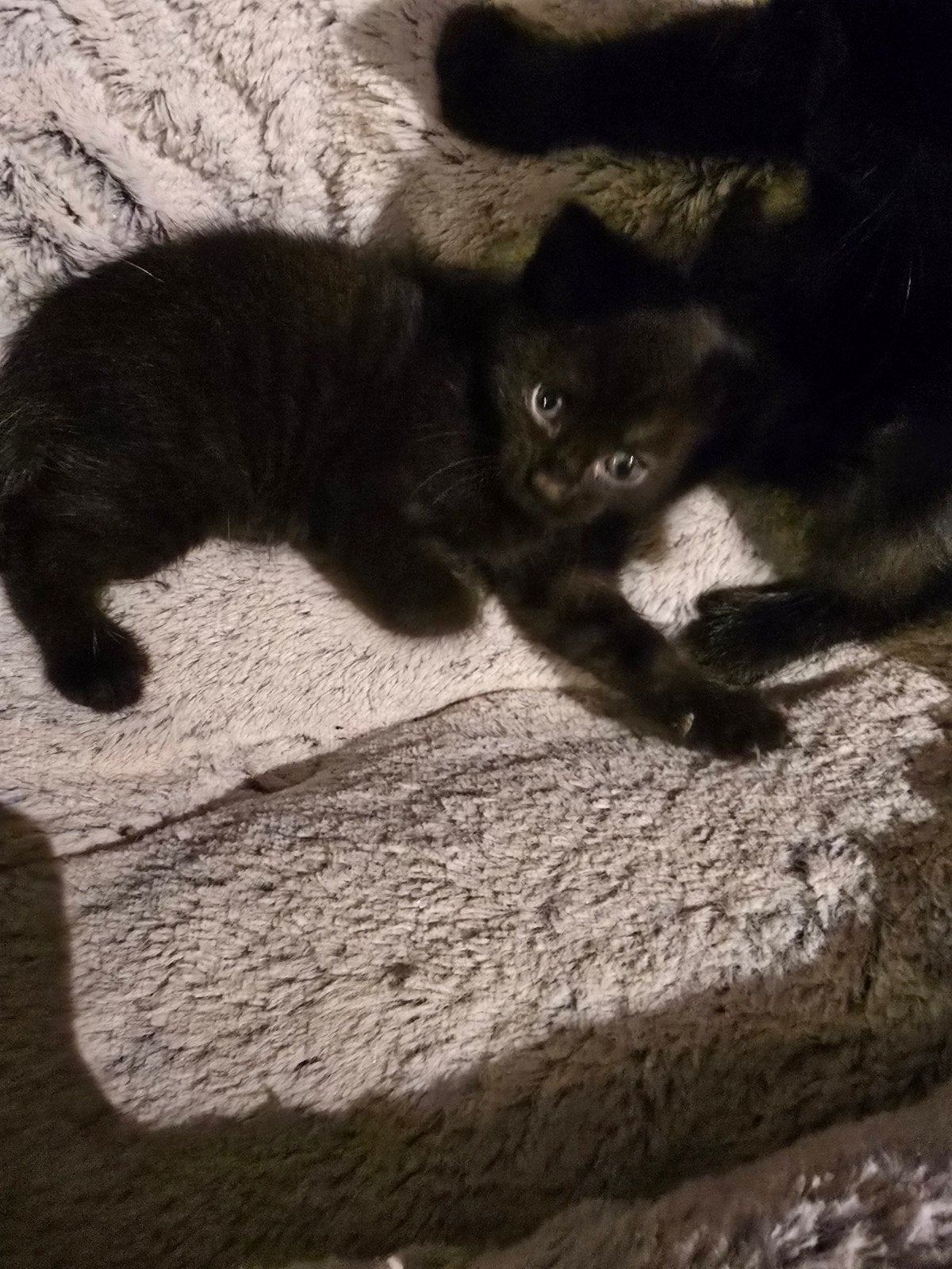3 Kittens, Meerdere dieren, Kortharig, 0 tot 2 jaar
