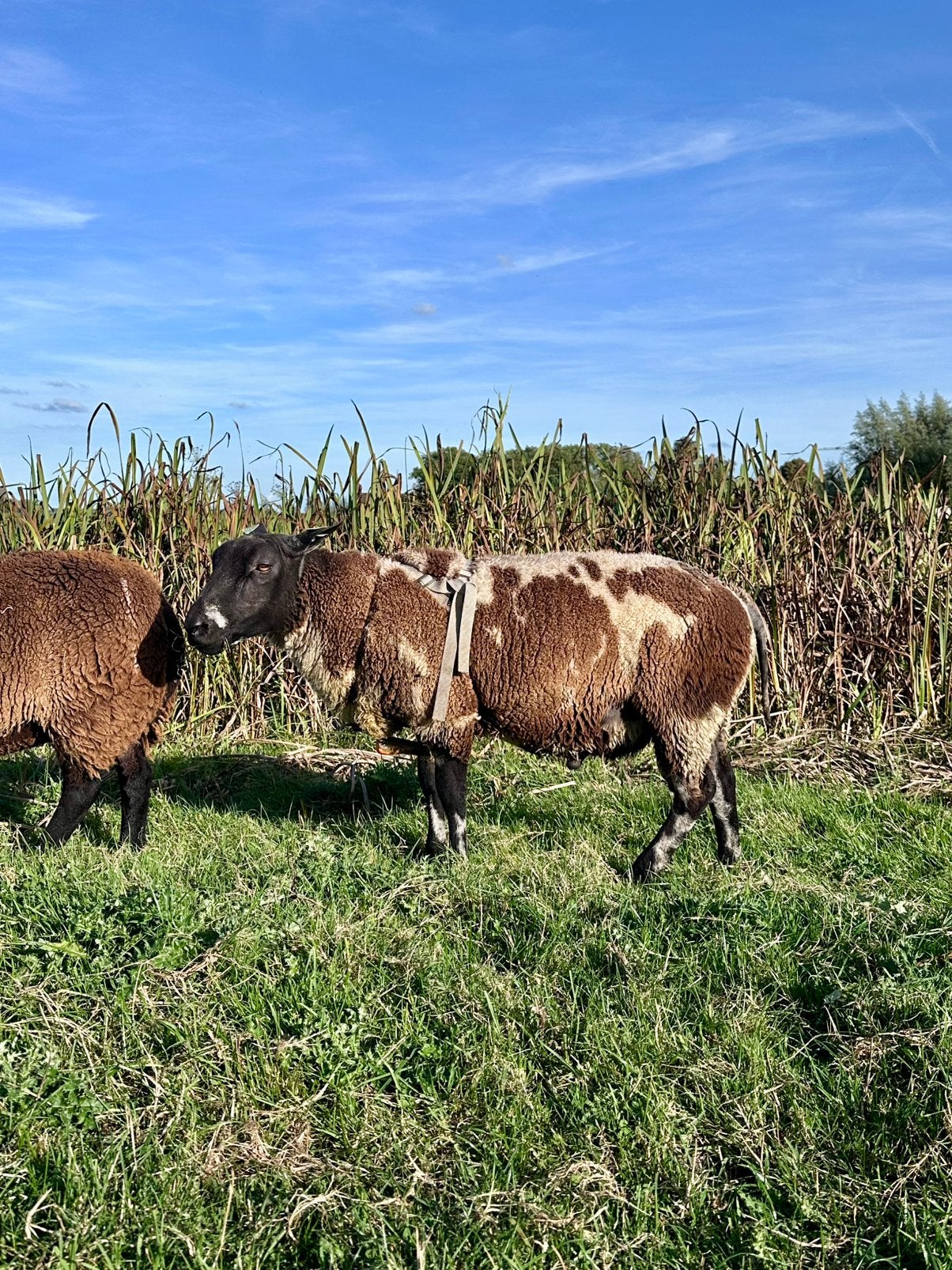 Bonte dekram te koop aangeboden, Dieren en Toebehoren, Mannelijk, Schaap