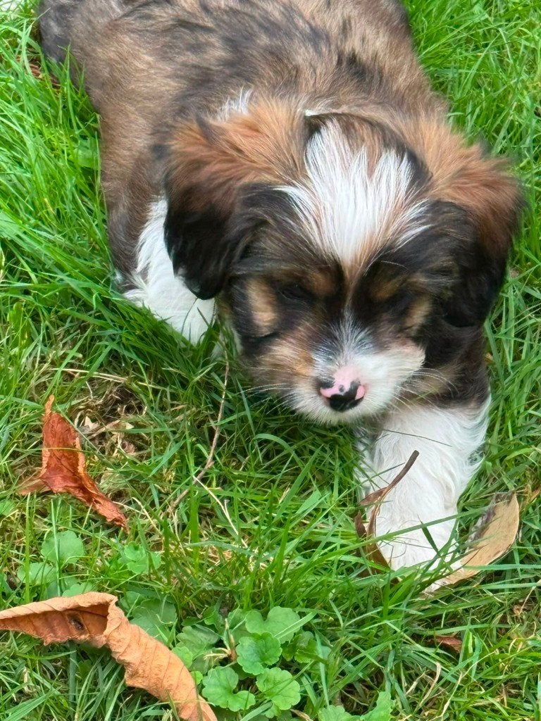 Malthezer pups te koop, Parvo, 8 tot 15 weken, Meerdere, Meerdere dieren