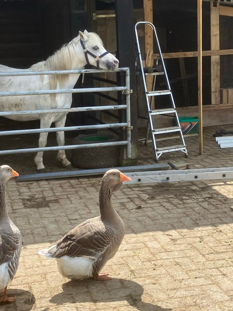 Toulouse gans dewlab hen, Dieren en Toebehoren, Pluimvee, Vrouwelijk, Overige soorten