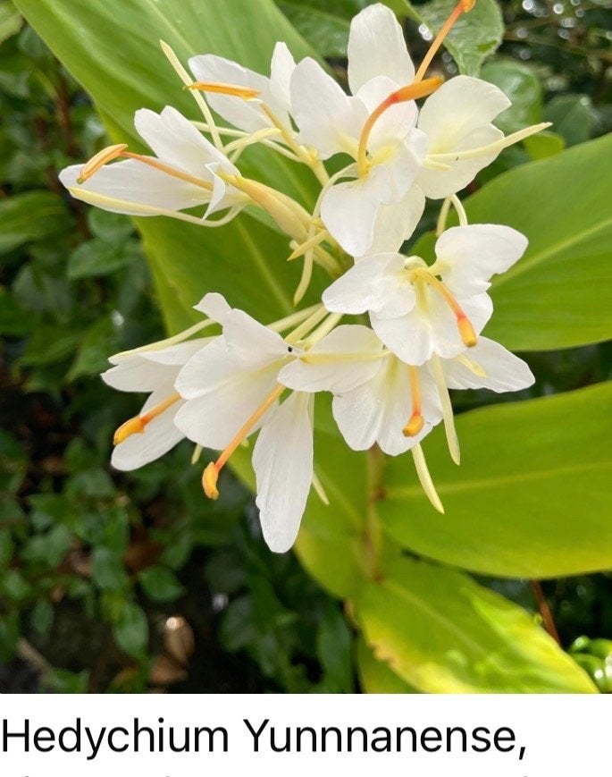 Hedychium Yunnanense - Witte Gemberlelie, Overige soorten, Vaste plant, Ophalen of Verzenden, Halfschaduw
