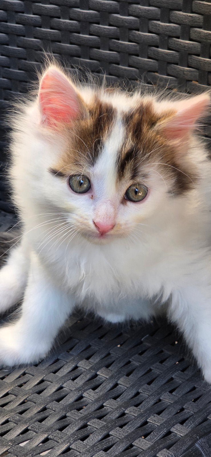 X Noorse boskat, super sociale kittens, Meerdere dieren, Ontwormd