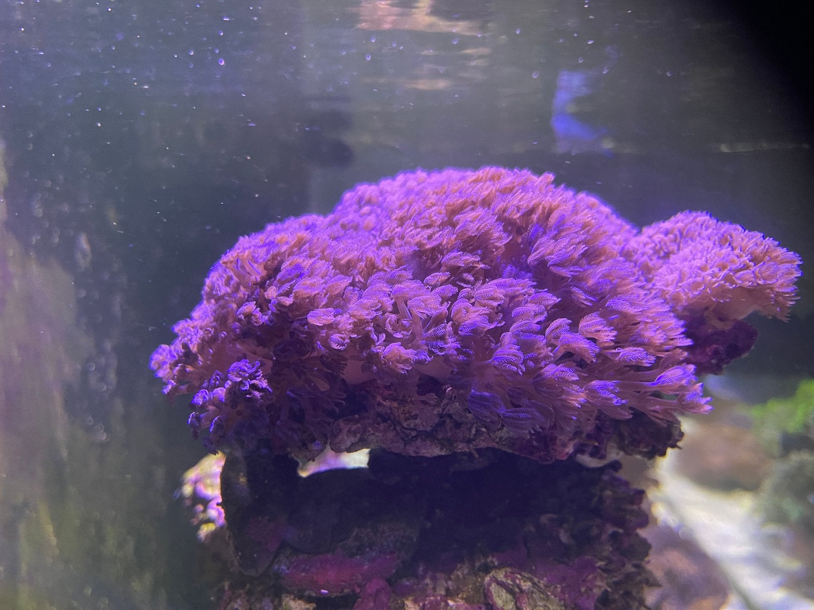 Pumping Xenia – Frag – Mini Reef Lab, Overige typen, Zoutwatervis