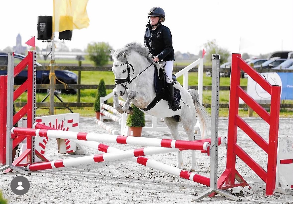 Spring / fokmerrie B pony Welsh, Merrie, Met stamboom, Springpony, Zadelmak
