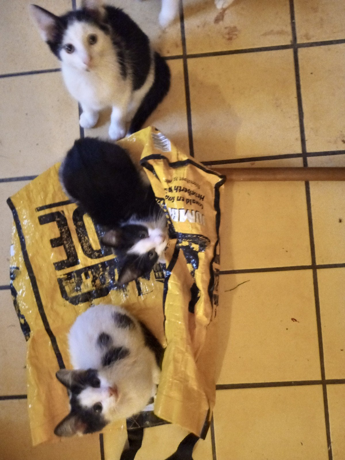 Kittens, Meerdere dieren
