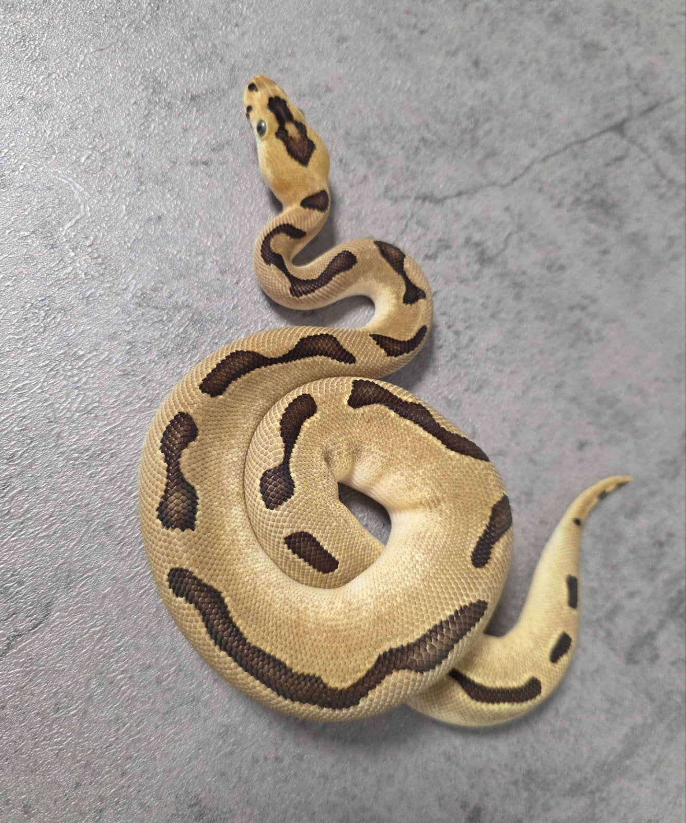 Batman Enchi Blade️ Python regius Ball Python - unknown for sale from G.B