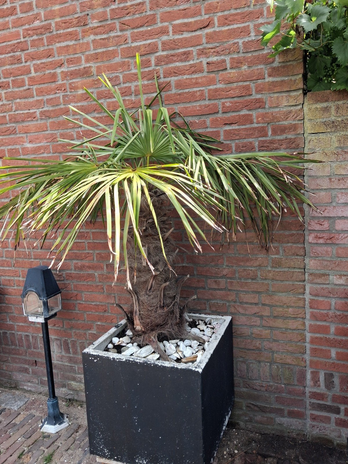 2 Chinese waaierpalmen in betonnen plantenbakken, Tuin en Terras, Ophalen, Overige soorten, Volle zon