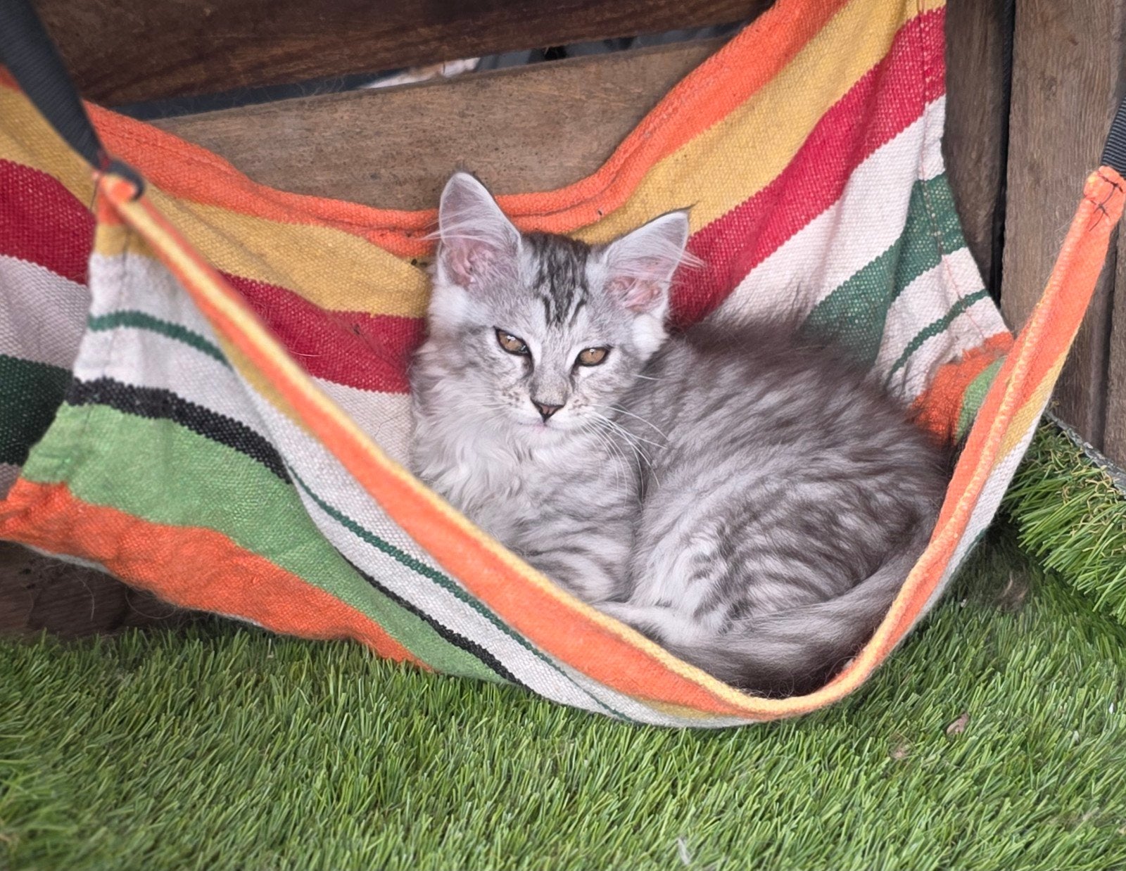 Nog 2 maine coon poesjes zonder stamboom mogen verhuizen, Meerdere dieren, Gechipt, 0 tot 2 jaar