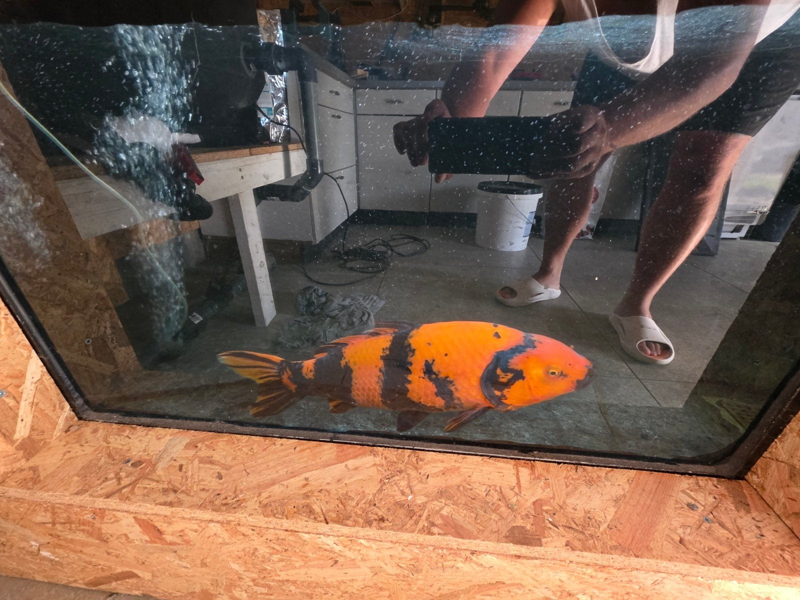 Koi te koop