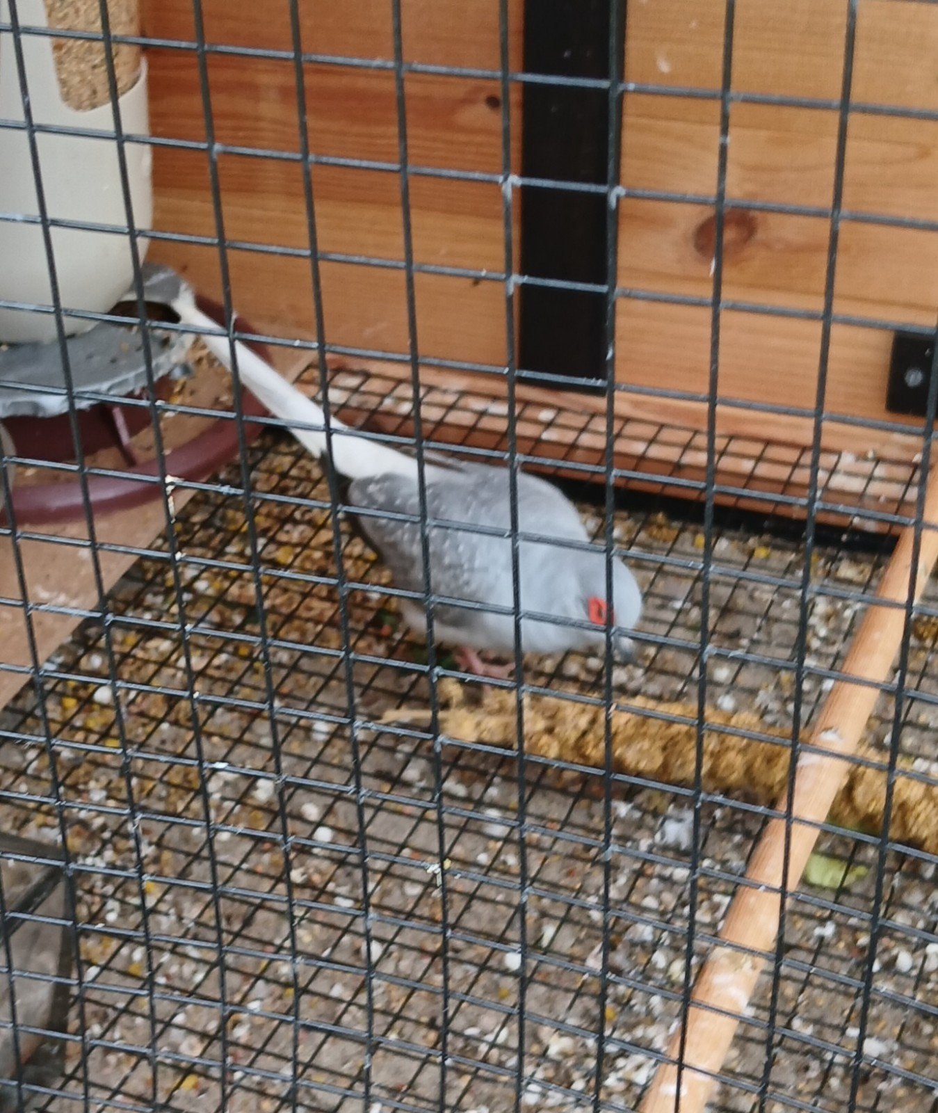 Diamantduifjes, Dieren en Toebehoren, Vogels | Overige Vogels, Meerdere dieren