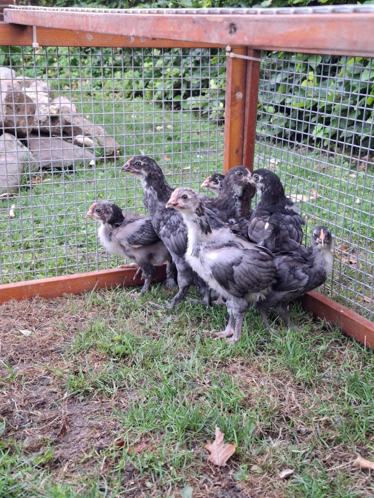 Marans kippen, Dieren en Toebehoren, Pluimvee, Meerdere dieren, Kip