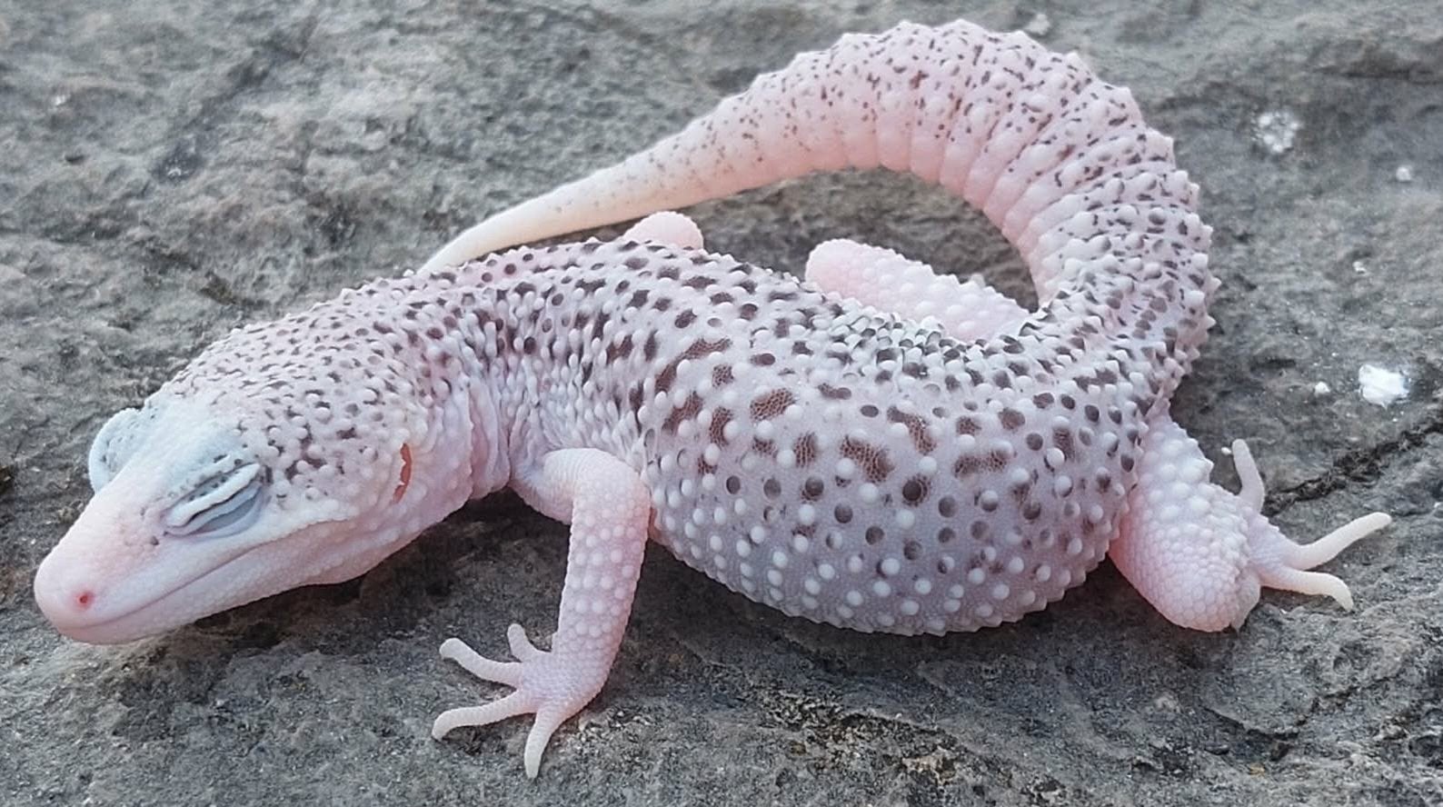 Universe man Eublepharis macularius  luipaardgekko Leopard Gecko - male for sale from schut