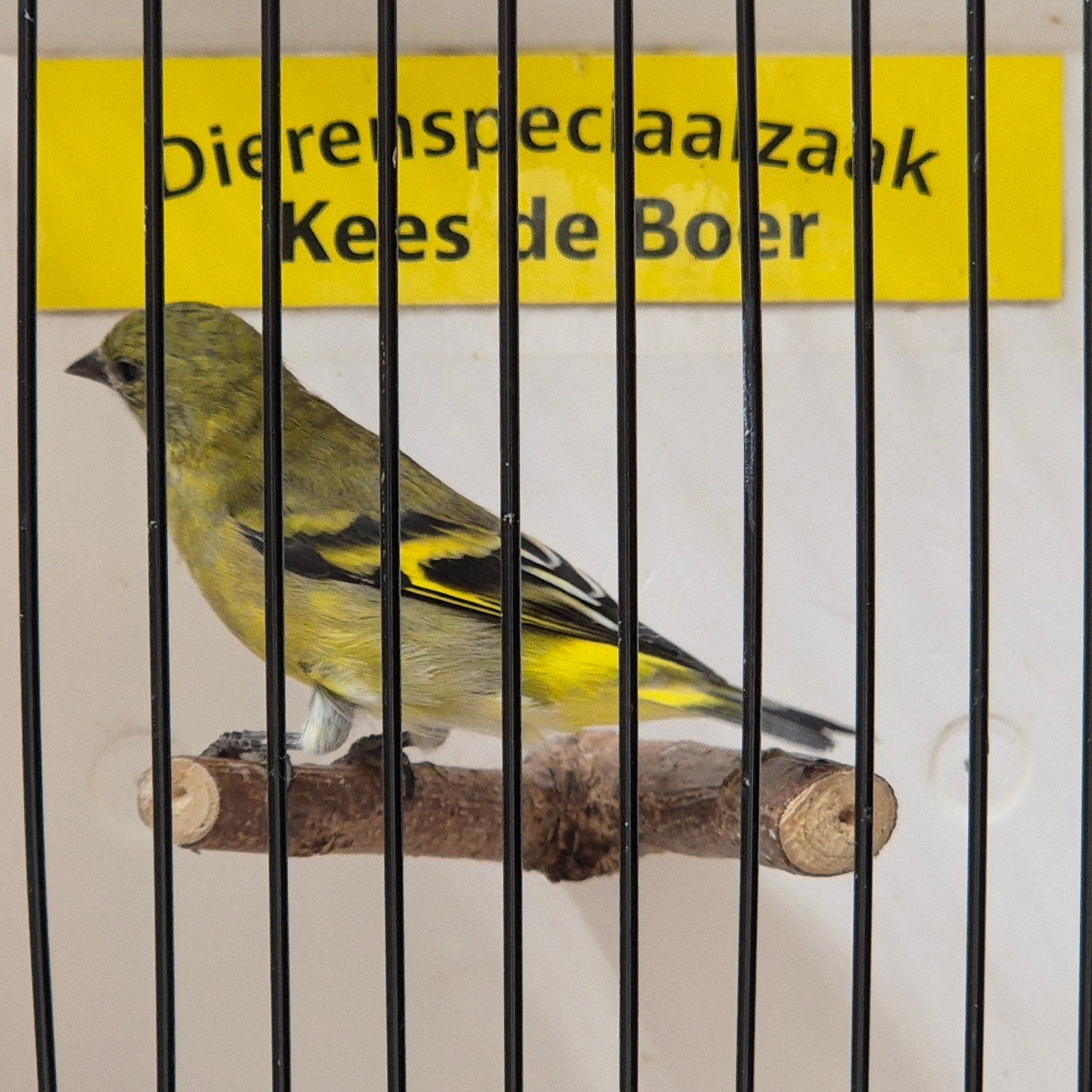 zwartkopsijs pop, Vrouwelijk