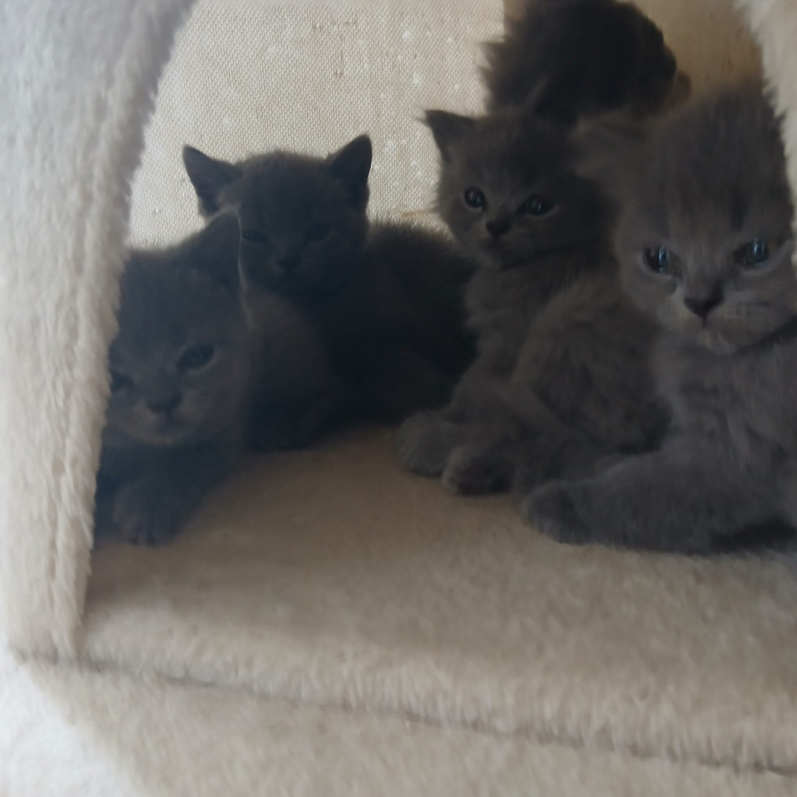 Britse korthaar Kittens, Dieren en Toebehoren, Meerdere dieren, Ontwormd, 0 tot 2 jaar