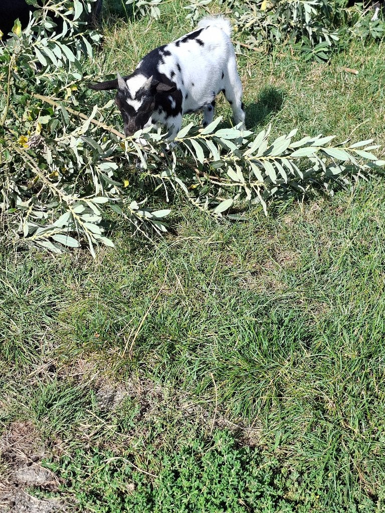Bokje, Dieren en Toebehoren, Mannelijk, Geit, 0 tot 2 jaar