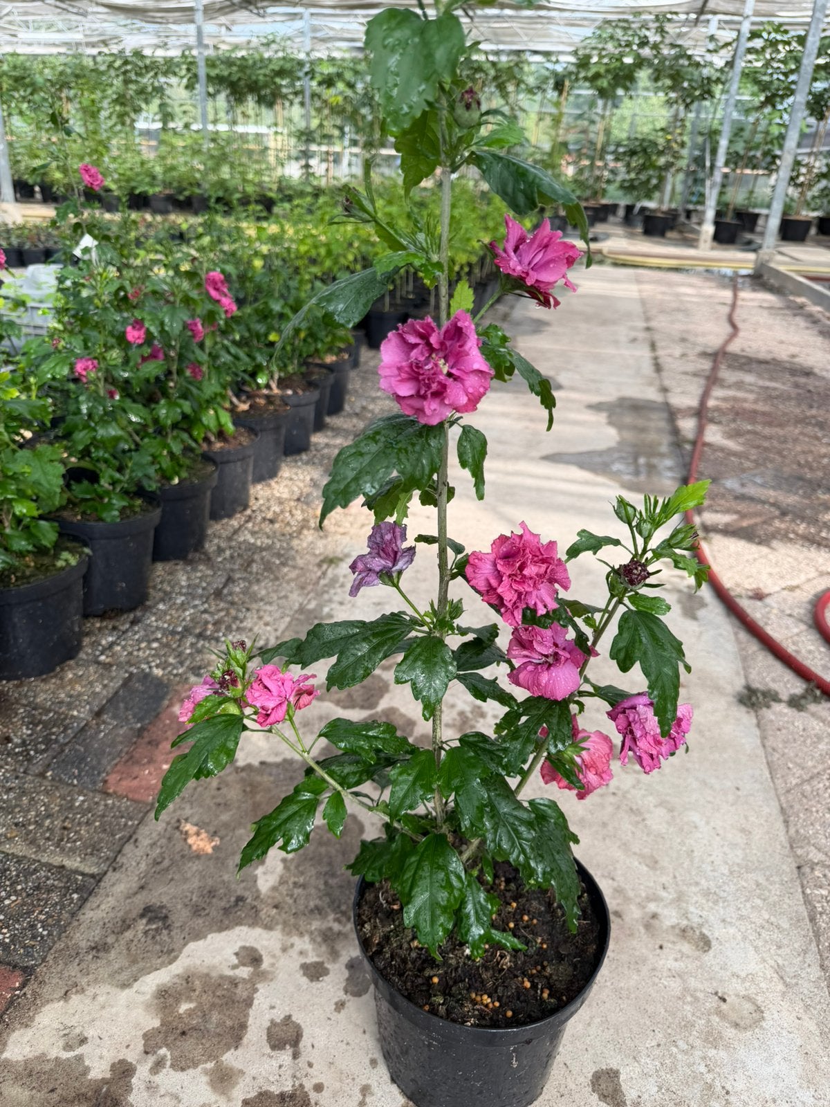 Hibiscus roze kleur in bloei!, Ophalen, Volle zon
