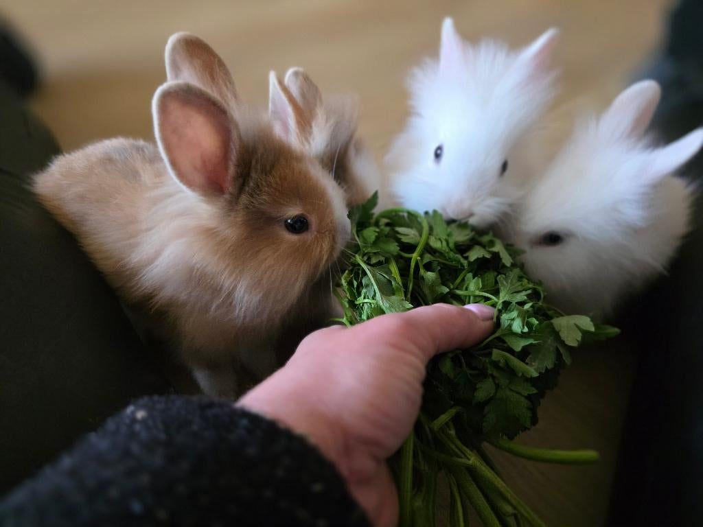 Baby dwerg konijntjes, Dieren en Toebehoren, Meerdere dieren, Dwerg, 0 tot 2 jaar