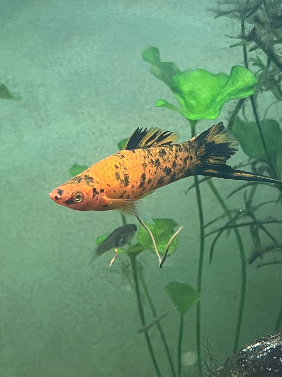 Zwaarddrager Vis Aquarium, Vis
