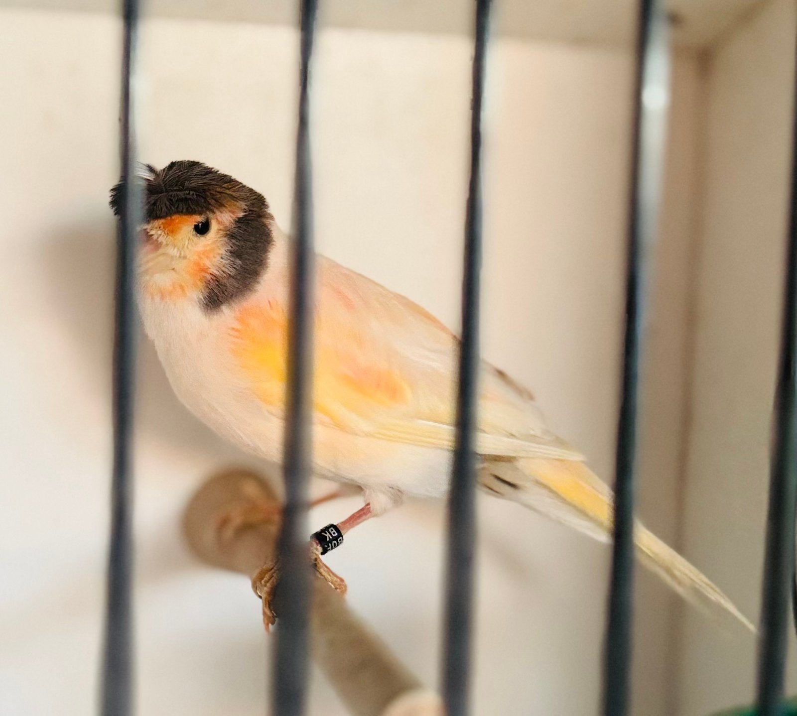 Mooie portugese harlekijn kanarie man, Dieren en Toebehoren, Vogels | Kanaries, Mannelijk, Postuurkanarie
