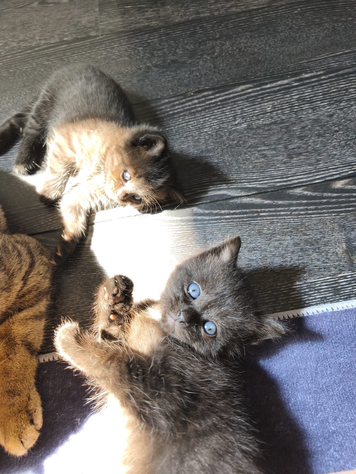 Lieve Bombay x Britse Korthaar kittens 🐾, Meerdere dieren