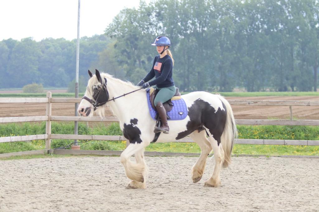 Grote irish cob merrie, Dieren en Toebehoren, Zadelmak, 3 tot 6 jaar, Gechipt, Recreatiepony
