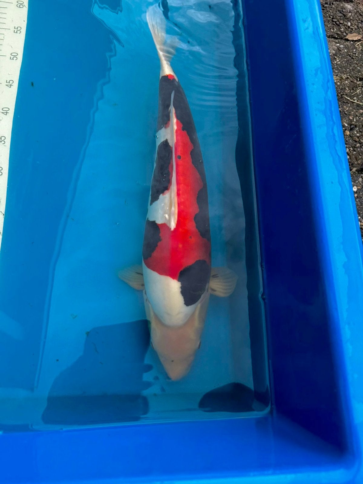 Japanse koi, Beni Kumonryu Aoki, Karper of Koi