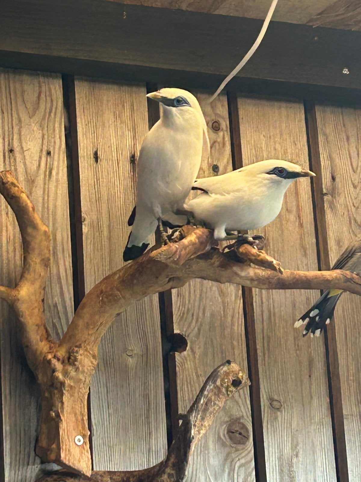 Bali spreeuwen, Meerdere dieren
