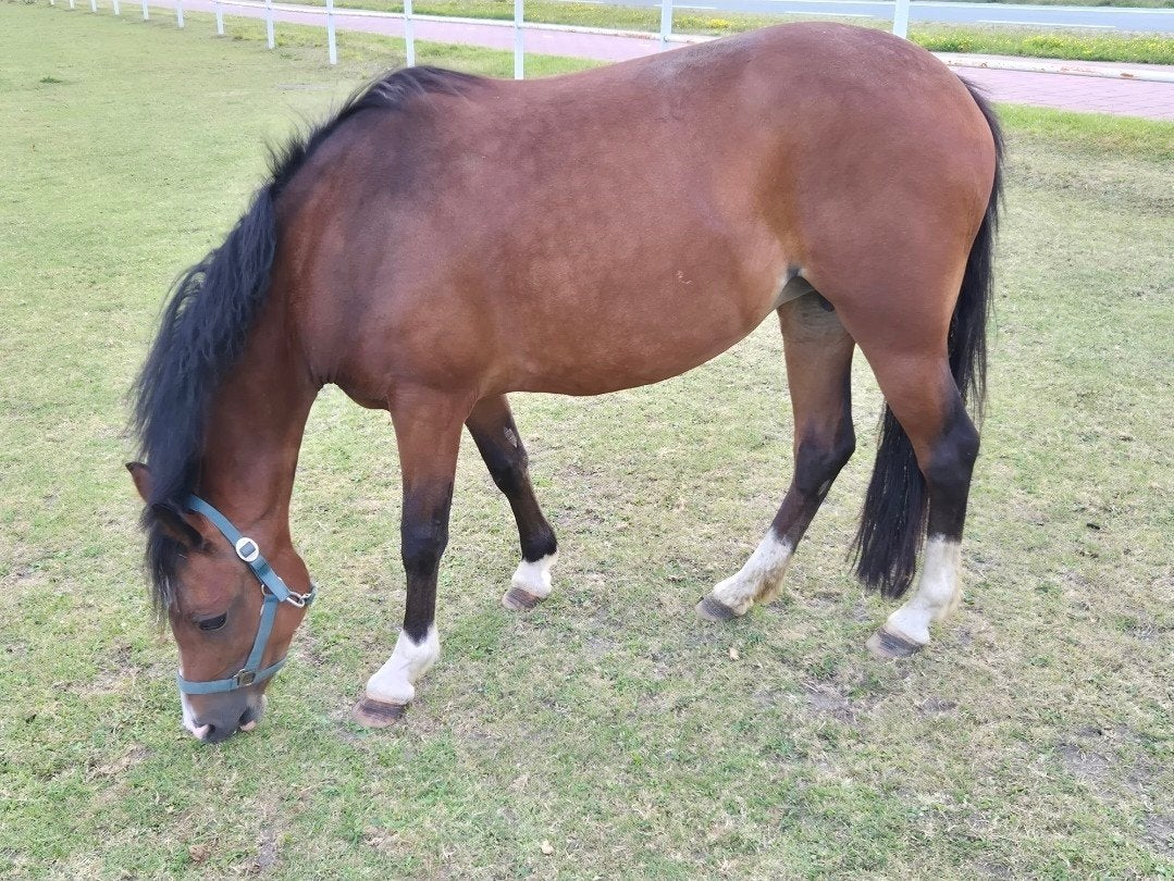 7 jarige New Forest Ster merrie, Dieren en Toebehoren, Merrie, Met stamboom, C pony (1.27m tot 1.37m), 7 tot 10 jaar