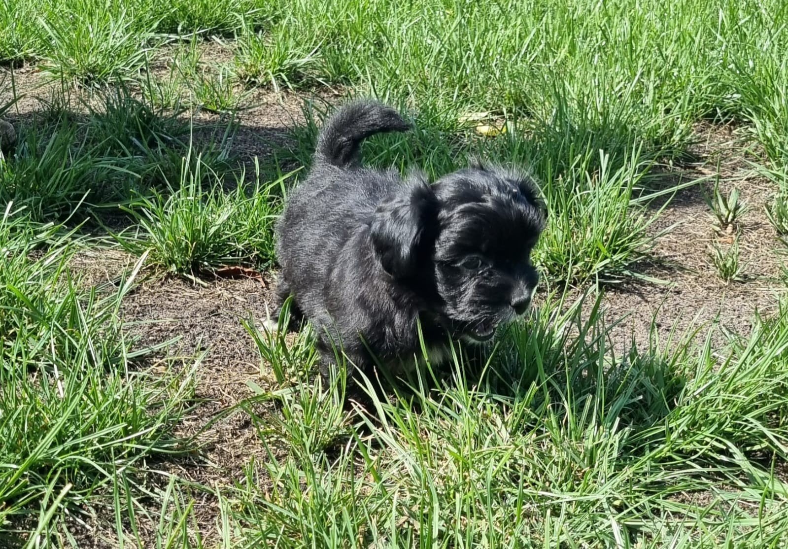 Maltipoo puppy's, Overige rassen, 8 tot 15 weken, Parvo, Meerdere