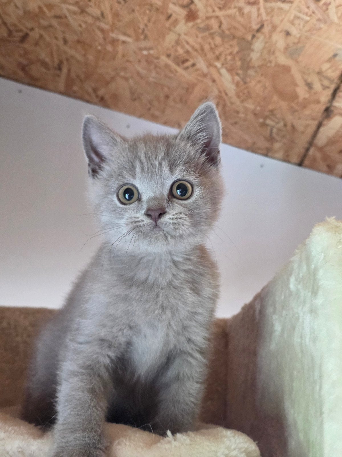 Hele lieve Britse korthaar kitten mag gelijk mee, Kater, Ontwormd, 0 tot 2 jaar