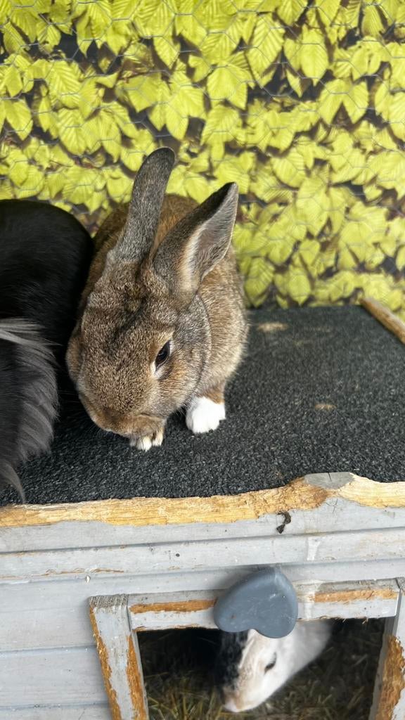 Baby konijntje voedster, Dieren en Toebehoren, Konijnen, Dwerg, Vrouwelijk