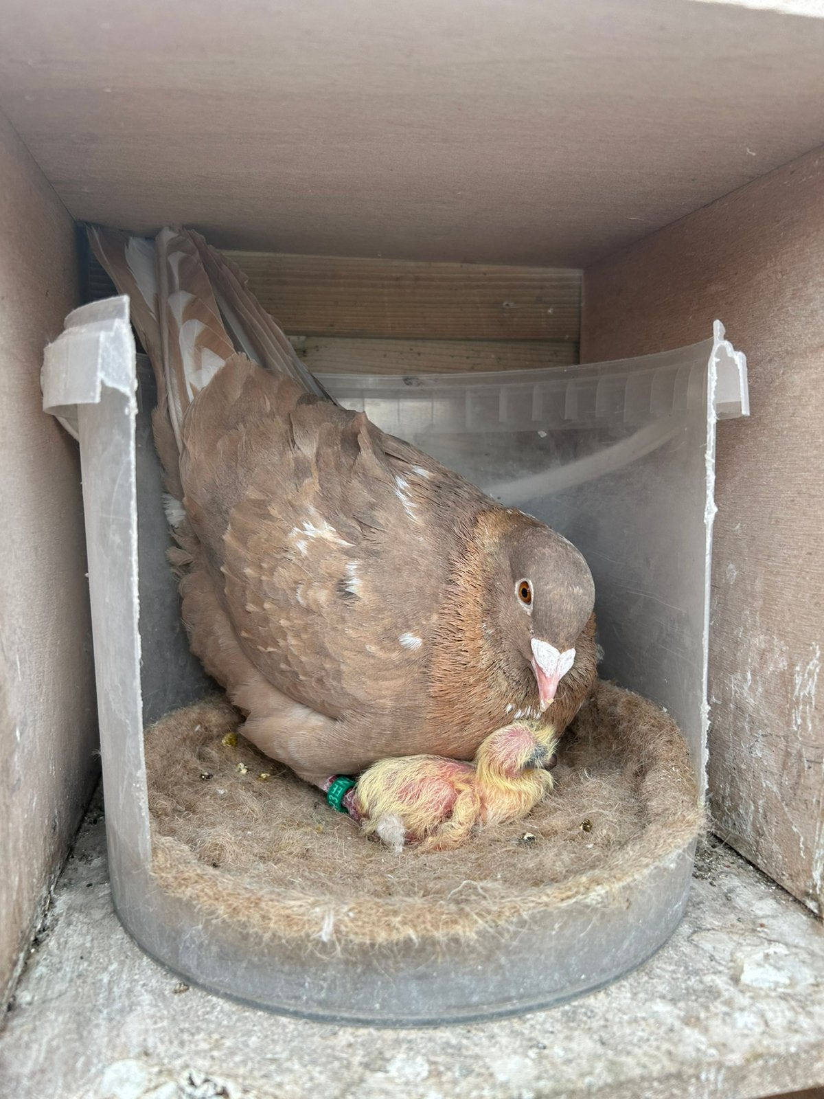 Kleurpostduiven, geel getijgerd., Dieren en Toebehoren, Vogels | Duiven, Meerdere dieren, Postduif