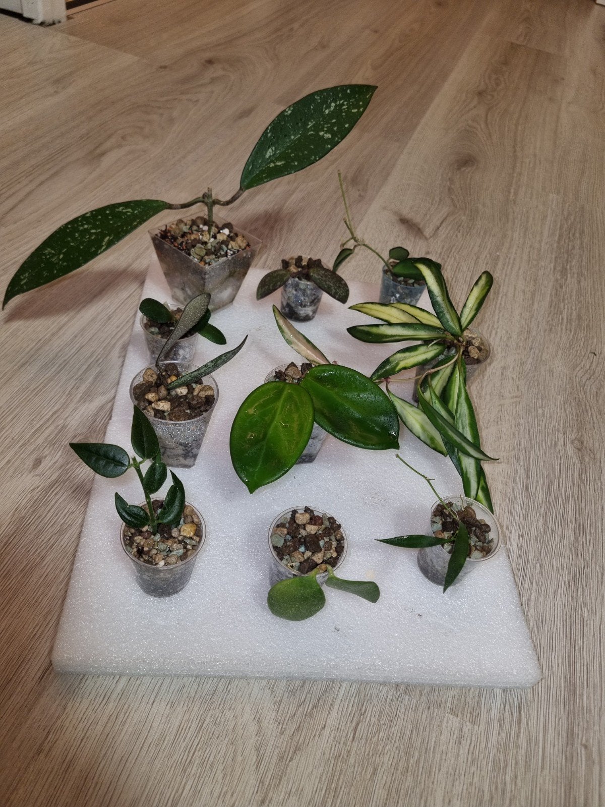 Hoya stekjes pakket 10x voor €25!, Ophalen of Verzenden, Halfschaduw, Minder dan 100 cm