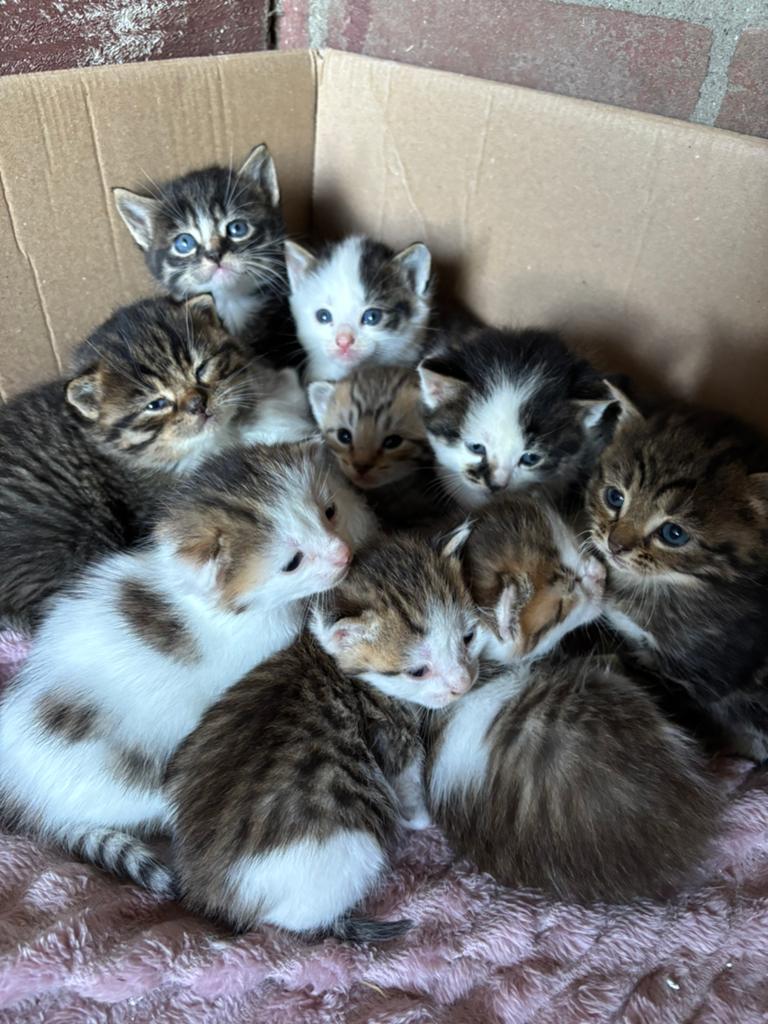Twee nestjes prachtige kittens, Dieren en Toebehoren, Meerdere dieren