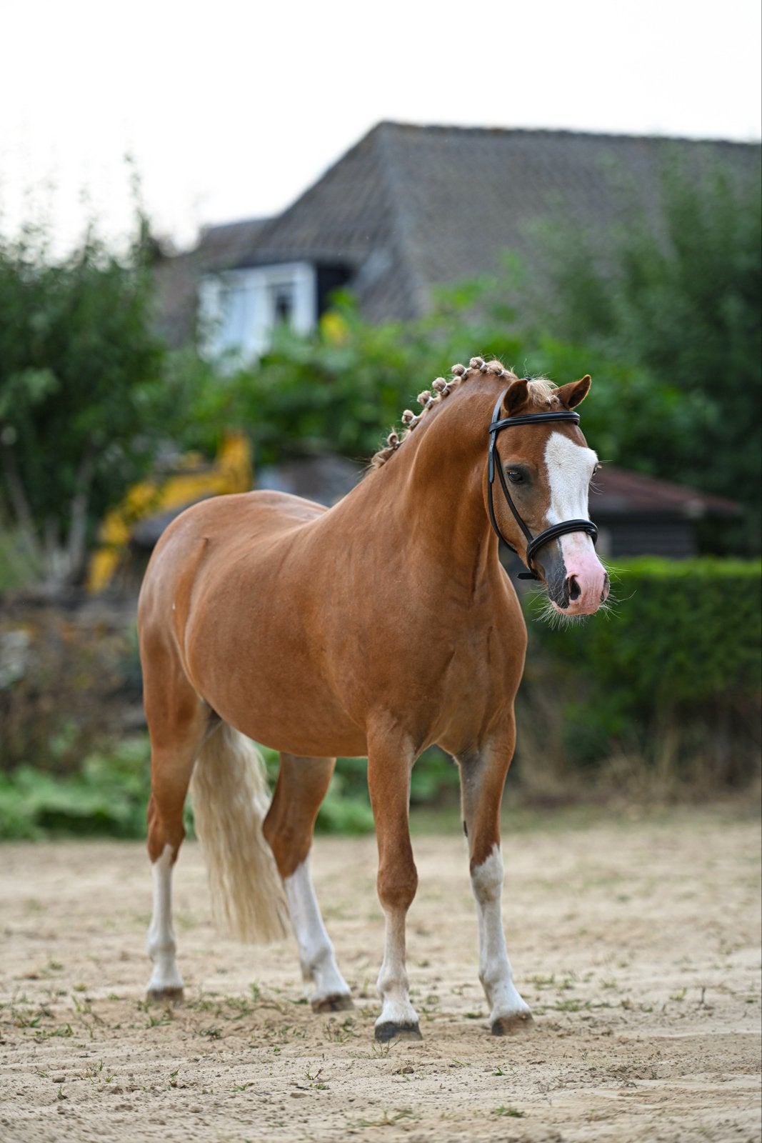 4-jarige Welsh A ruin | ca. 1.22 m | leuke pony met stamboom, Dieren en Toebehoren, Minder dan 160 cm, Met stamboom, Ruin, Dressuurpaard
