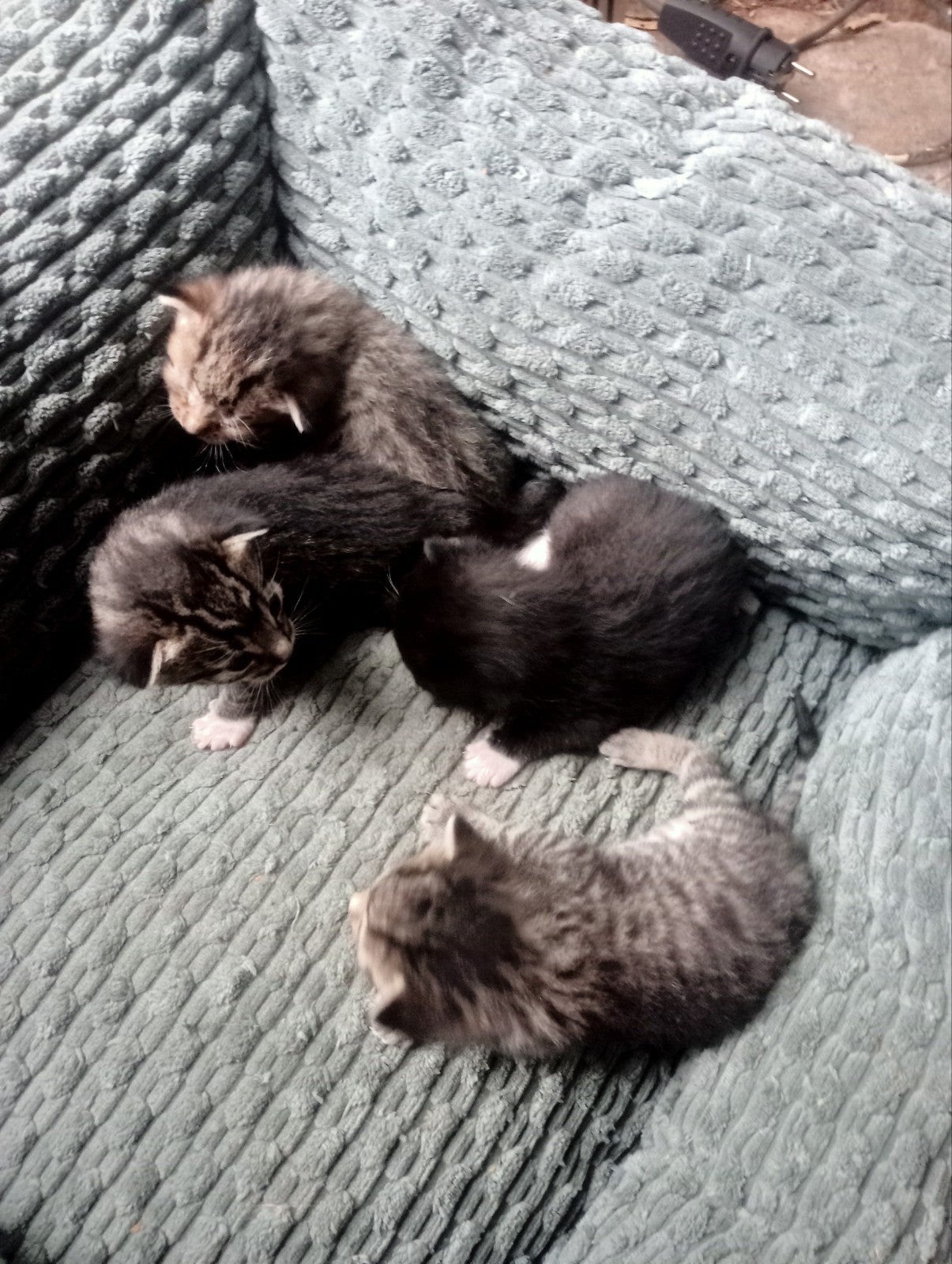 katjes allemaal gereserveerd, Dieren en Toebehoren