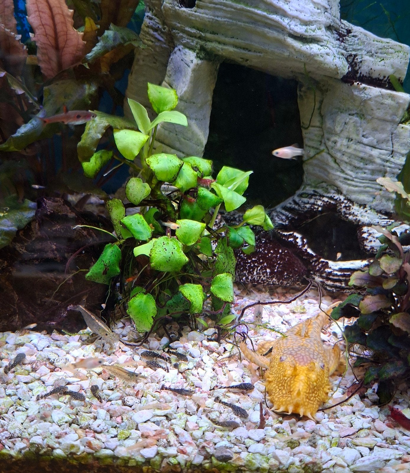 baby ancistrus algeneters, Dieren en Toebehoren, Vissen | Aquariumvissen, Overige typen, Zoetwatervis