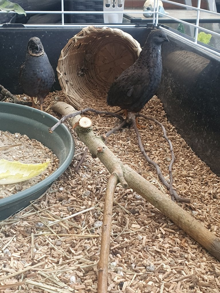 Chinese dwergkwartels gratis, Dieren en Toebehoren, Vogels | Overige Vogels, Mannelijk
