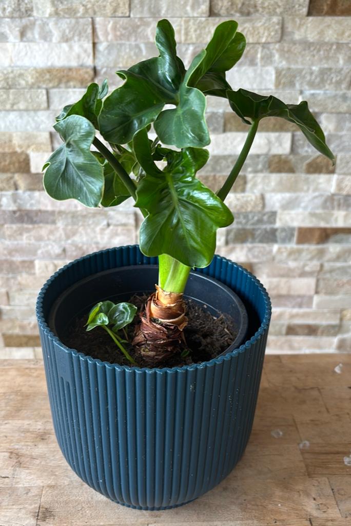 Philondendron in pot, Overige soorten, In pot, Minder dan 100 cm, Groene kamerplant