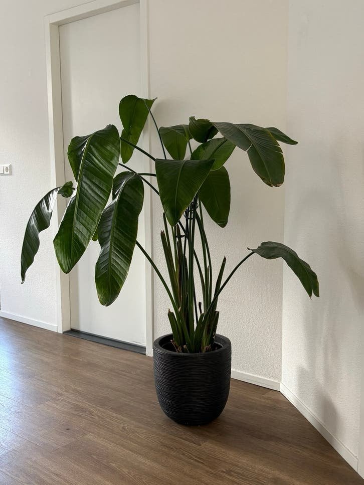 Grote Strelitzia Nicolai (Paradijsvogelplant) - zonder pot, Ophalen, Overige soorten, Halfschaduw, 150 tot 200 cm
