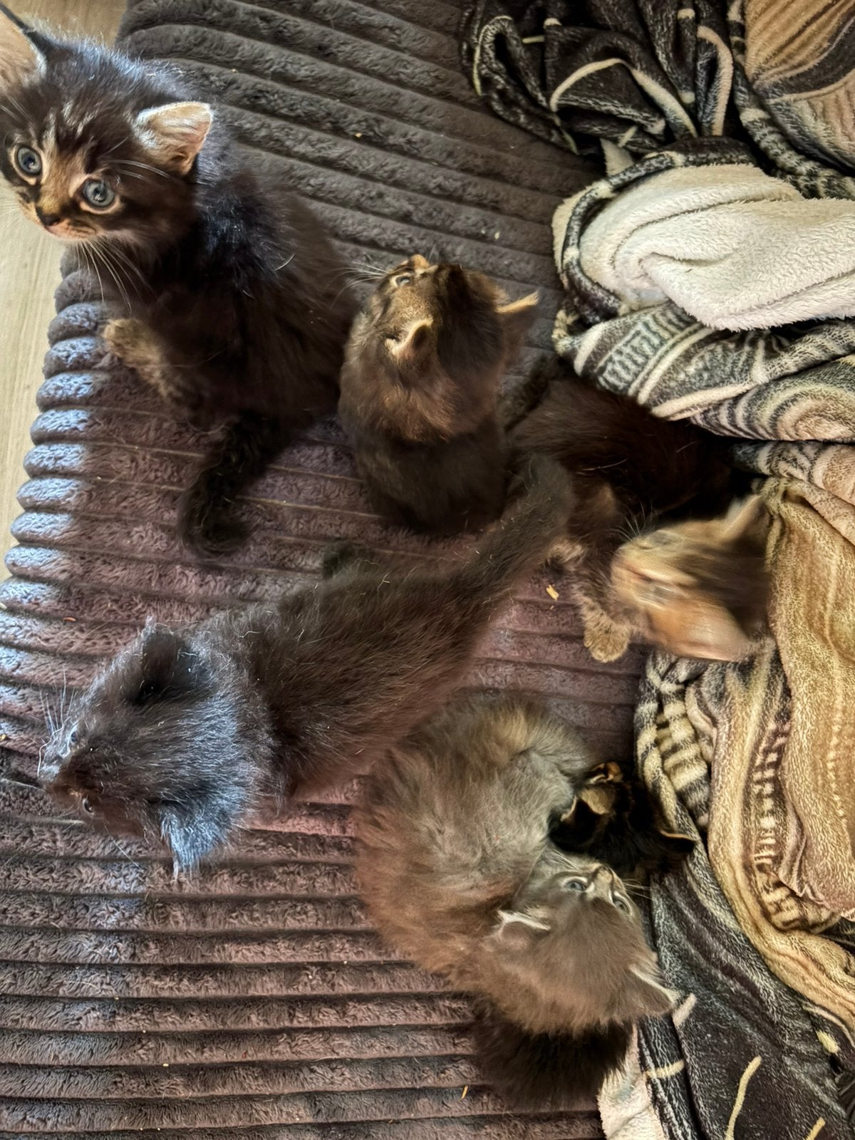 Kittens 6 van 2 nestjes, Meerdere dieren