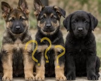 Pups! Labrador x herder.  Verwacht 19 okt, half dec weg, 8 tot 15 weken, Groot, CDV (hondenziekte), Meerdere